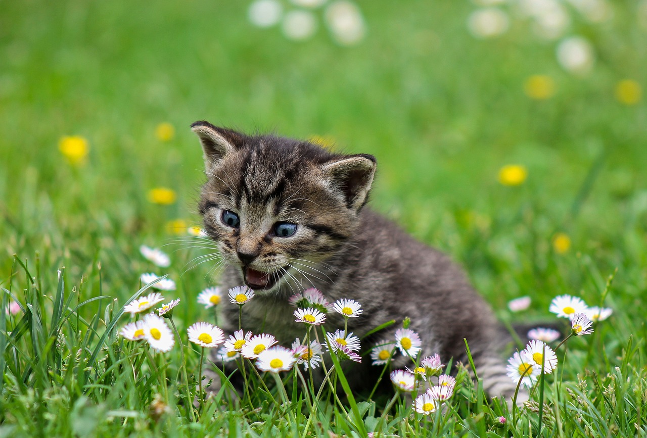 Tips for Grooming Cats Who Hate Water